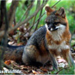 234x185-gray-fox1