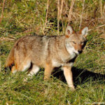 eastern_coyote1