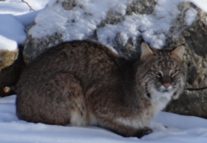 bobcat