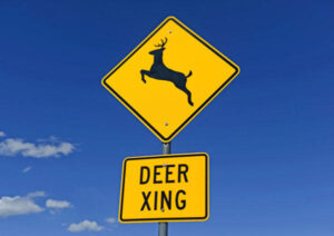 deer-x-ing