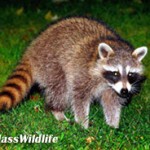 raccoon-closeup