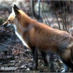 red-fox1